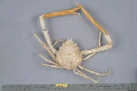 藏品(雙裂牛角蟹)的圖片